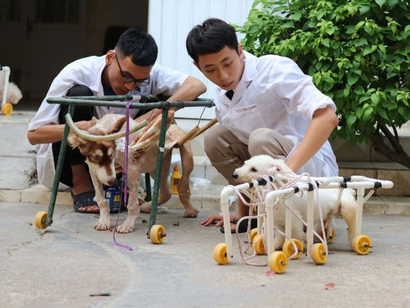 Châm cứu chó Châm cứu chó