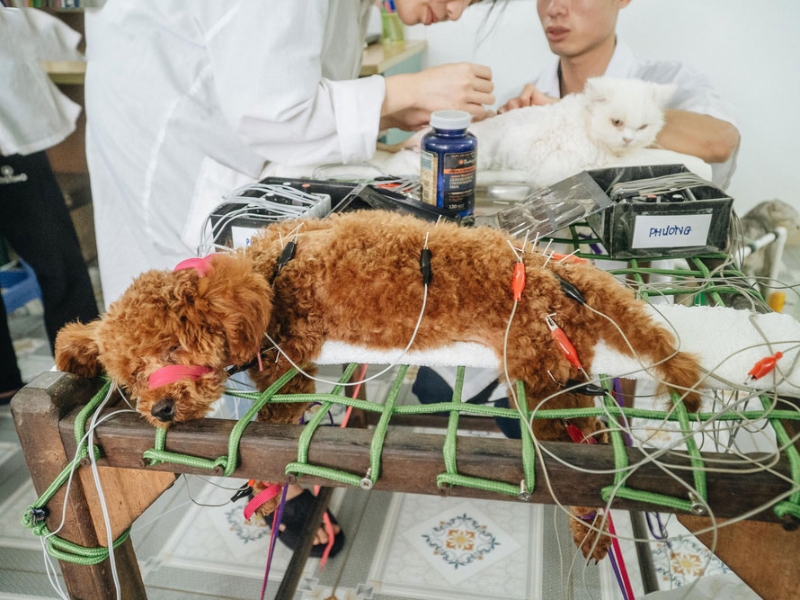Vật lý trị liệu thú cưng Vật lý trị liệu thú cưng