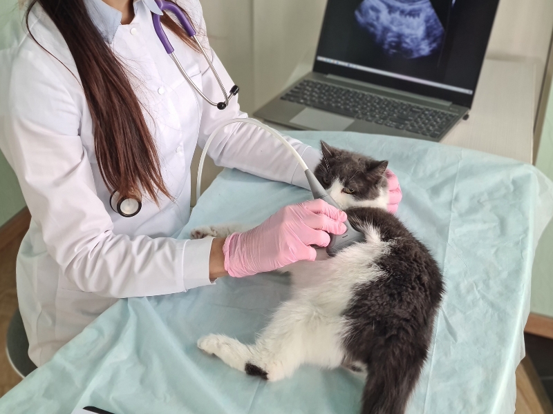 Mách bạn cách chăm sóc mèo mới đẻ chuẩn thú y