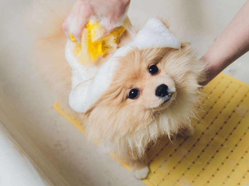 Nên tắm cho chó bằng gì để hết hôi?