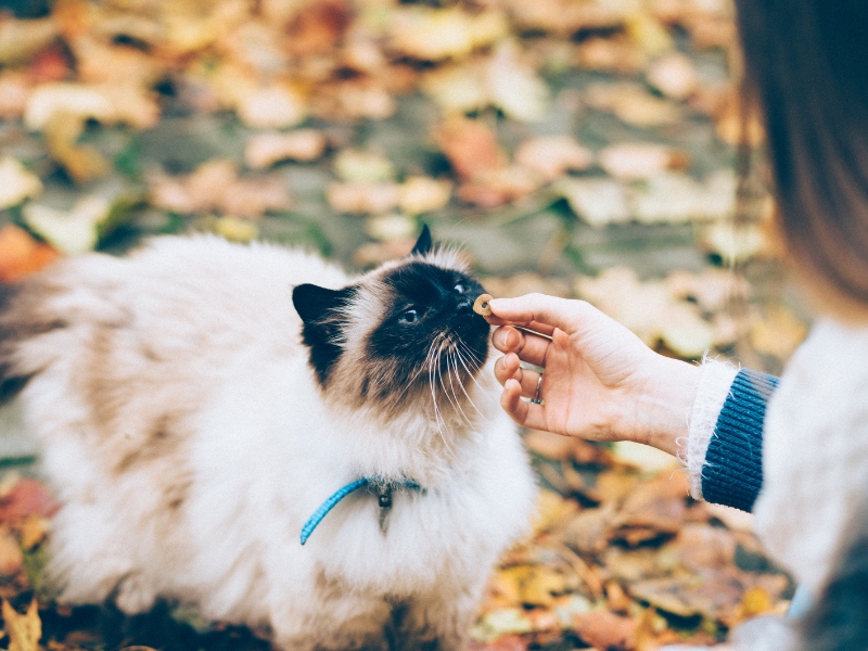 Tất tần tật về cách chăm sóc lông mèo Xiêm mà bạn nên biết